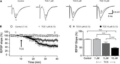 Triclosan Impairs Hippocampal Synaptic Plasticity and Spatial Memory in Male Rats